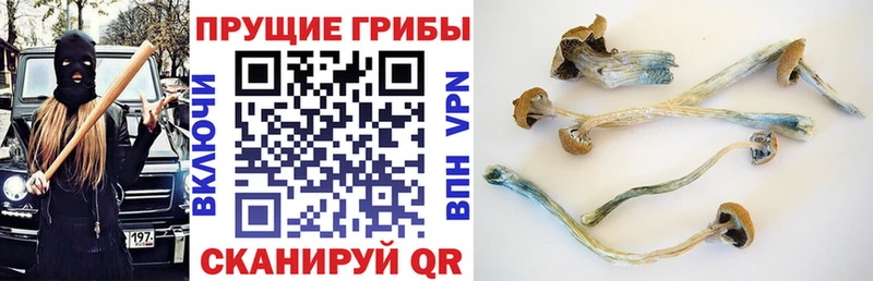 Псилоцибиновые грибы прущие грибы  купить   Городовиковск 